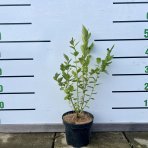 Čučoriedka kanadská (Vaccinium corymbosum) ´TORO´ – neskorá 50-70 cm, kont. C1.5L